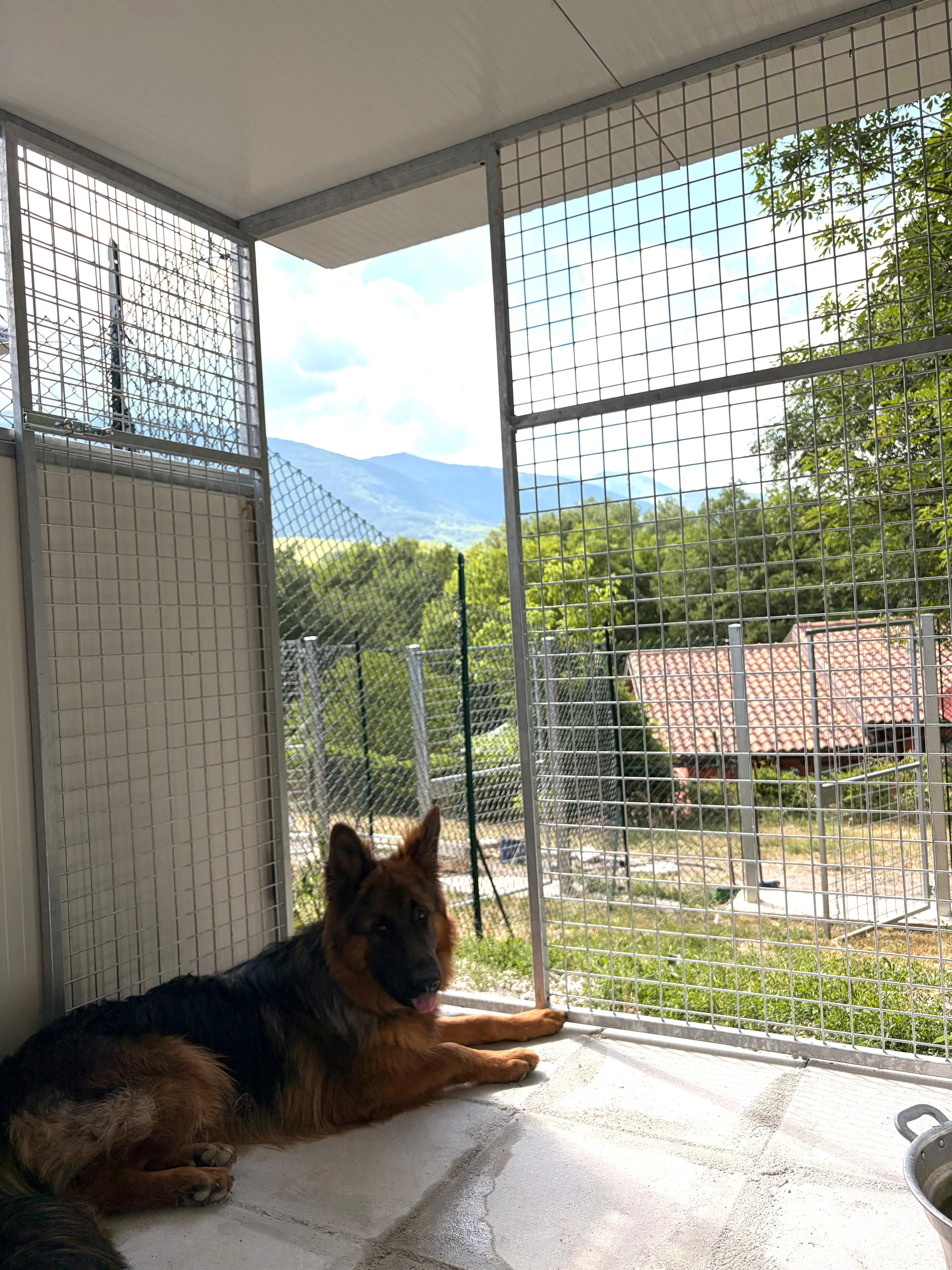 Un pastore tedesco nel box con vista sul paesaggio