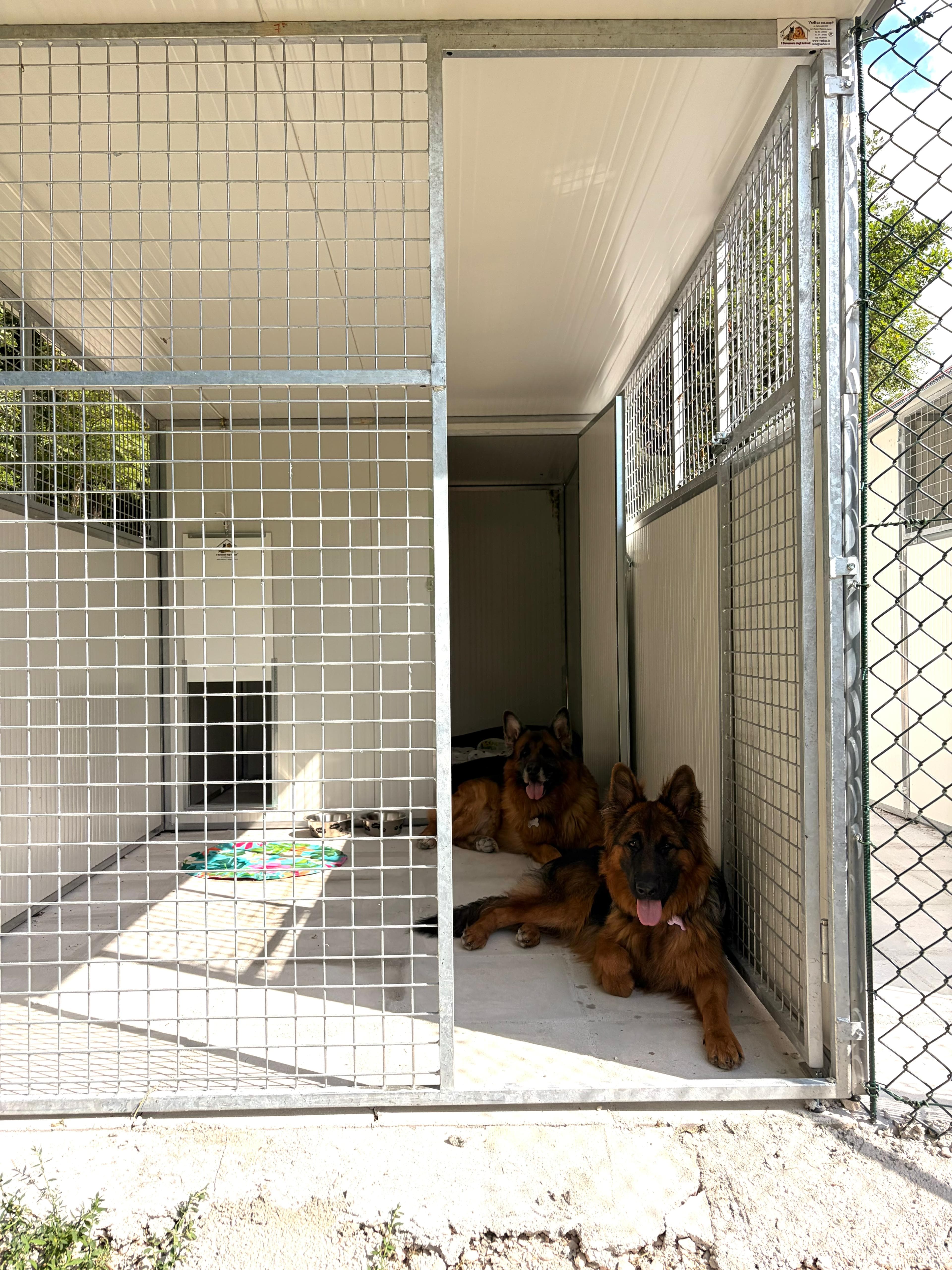 Due pastori tedeschi nel loro box con area esterna